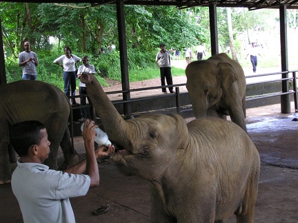 Sri Lanka 038