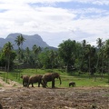 Sri Lanka 047