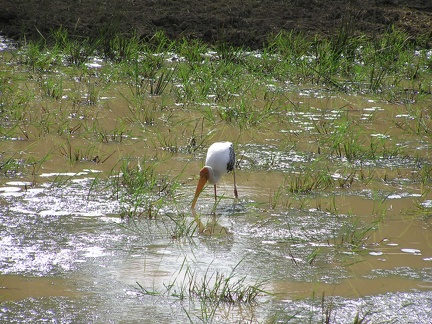 Sri Lanka 196